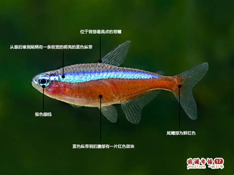 燈科魚種類|燈魚:形態特徵,棲息環境,地理分布,常見品種,寶蓮燈,紅。